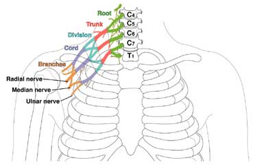Brachial plexus diagram showing roots, trunks and divisions.